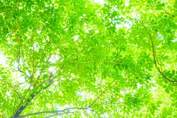 Foto op Canvas 新緑の木 © miiko
