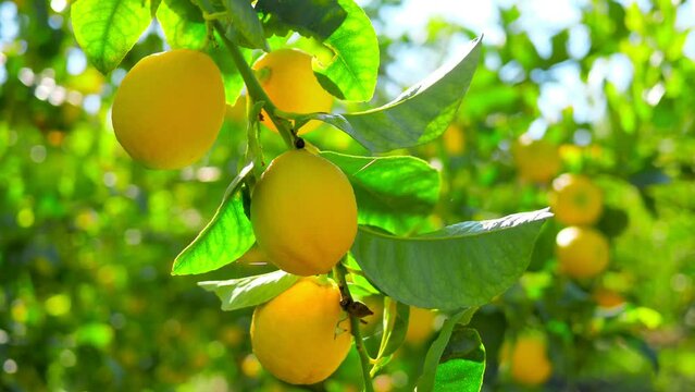 Citrus lemon juice tree branch fresh yellow garden green