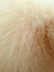 The texture of the vertical brown dog fur filled the blurred area.