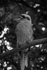 Kookaburra 