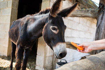Hand of a person feeding a donkey with a carrot outdoors