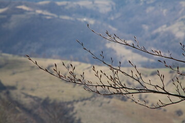 branches against sky