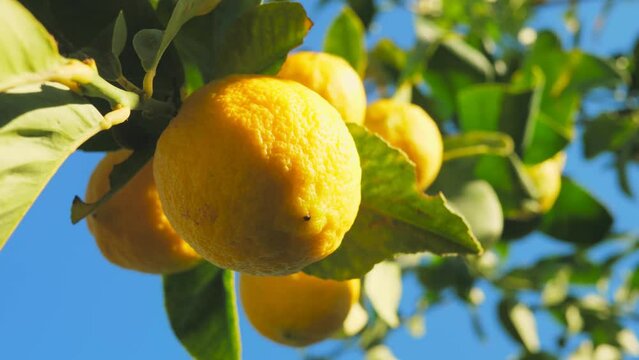 Citrus lemon juice tree branch fresh yellow garden green