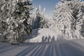 Obraz premium Shadows of friends snowboarders in winter landscape fir forest sunny day