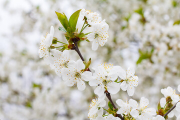 Branches of blooming cherry tree in a spring orchard.