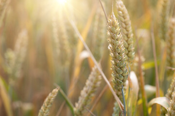 Ripening wheat ears grow on a farm field under bright sunlight. Natural background. Wheatfield.