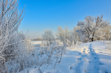 Winter walk on riverside, trees and bushes with fluffy hoarfrost covered, trace of foot prints and blue sunny sky. Fairy tale of wintertime, weather forecast or beauty of winter nature