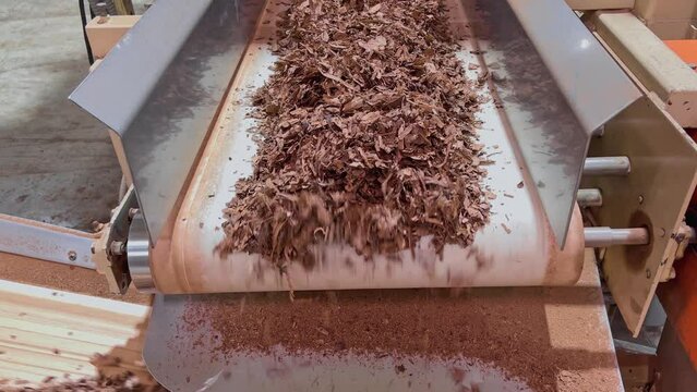 Dried Shredded Tobacco On Conveyor Belt At Cigarette and Tobacco Factory In Dominican Republic. - close up