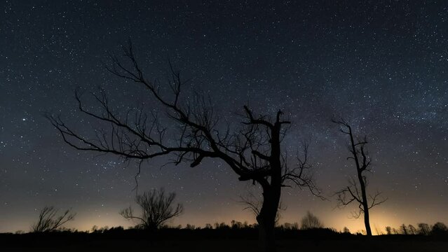 Night sky motion timelapse 4k over the tree