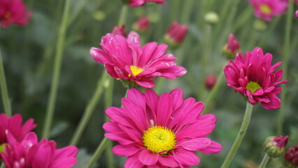 pink cosmos flowers
