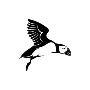 recommend clip art: Silhouette Puffin bird vector illustration design