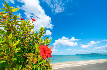 ハイビスカスと沖縄の海 © takusan