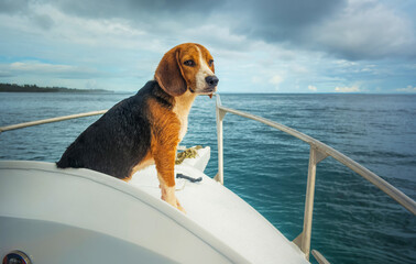 Beagle dog perched on bow of boat