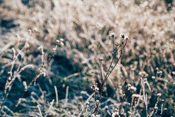 Des fleurs et de l'herbe gelées en hiver. De la rosée gelée. Du givre sur les fleurs et l'herbe