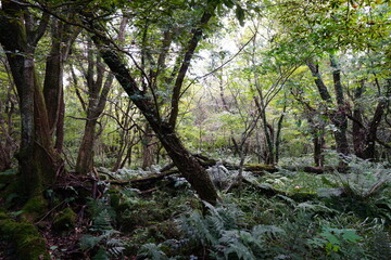 dense autumn forest with fern and old trees