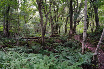 fine path through thick autumn forest