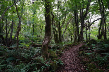 fine path through thick autumn forest