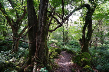 fine path through thick autumn forest
