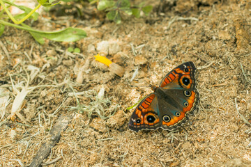 Butterfly, insect, yellow with wings perched on a flower on a white flower. selective focus photo