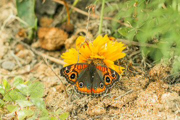 Butterfly, insect, yellow with wings perched on a flower on a white flower. selective focus photo