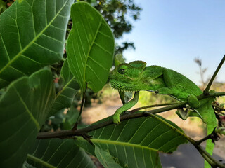 Indian green chameleon hiding in green leaves © Nikhil