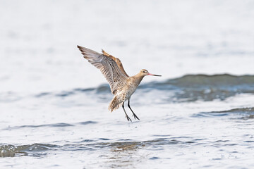 着地するオオソリハシシギ(Bar-tailed Godwit)
