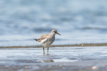 コオバシギ(Red Knot)
