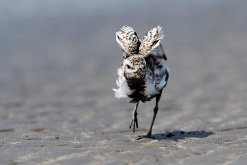 ダイゼンのエンゼルポーズ(Grey plover)