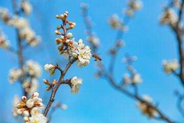 The first flower that heralds spring has bloomed