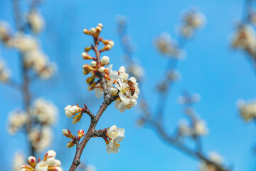 The first flower that heralds spring has bloomed