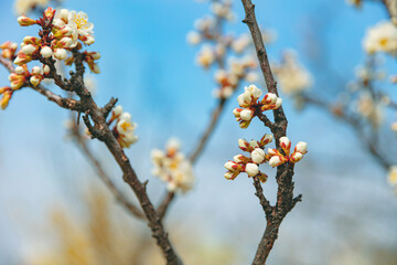 The first flower that heralds spring has bloomed