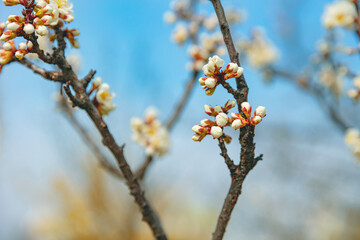 The first flower that heralds spring has bloomed