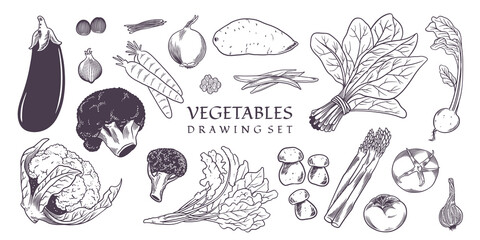 Set of hand drawn various kinds of vegetables. Vector Illustration. Collection of types of agricultural vegetables, restaurant products, market products in a minimalist style.