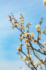 The first flower that heralds spring has bloomed