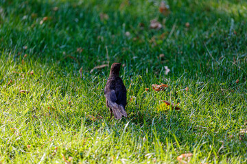 Crow on grass field in park