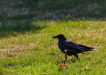 Crow on grass field in park