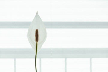 Weiße Blühte mit weißen Hintergrund