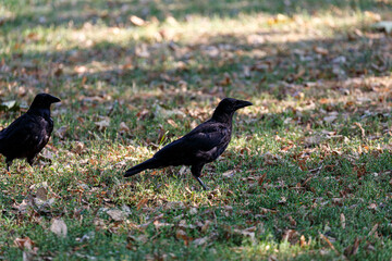 Crow on grass field in park