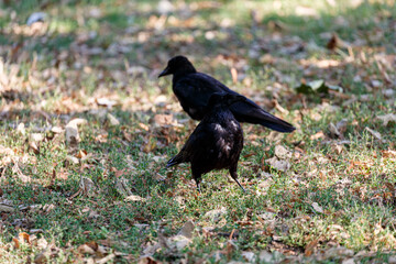 Crow on grass field in park