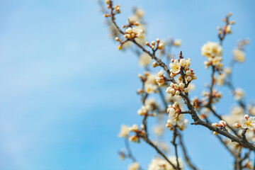 The first flower that heralds spring has bloomed