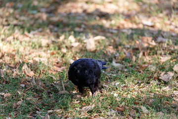Crow on grass field in park