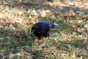 Crow on grass field in park