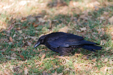 Crow on grass field in park