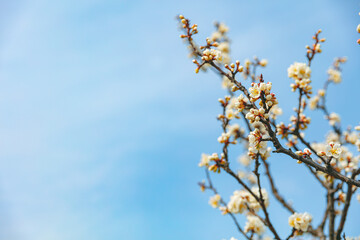 The first flower that heralds spring has bloomed