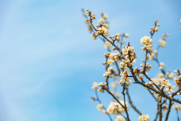 The first flower that heralds spring has bloomed