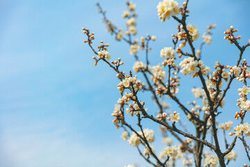 The first flower that heralds spring has bloomed