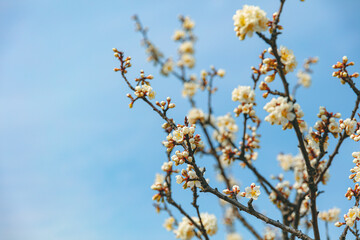 The first flower that heralds spring has bloomed