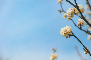 The first flower that heralds spring has bloomed