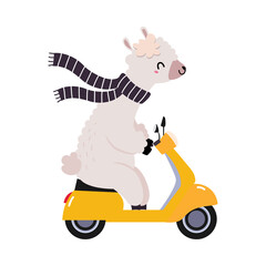 Cute Fluffy Alpaca Character in Scarf Riding Motor Scooter or Motorcycle Vector Illustration