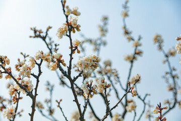 The first flower that heralds spring has bloomed